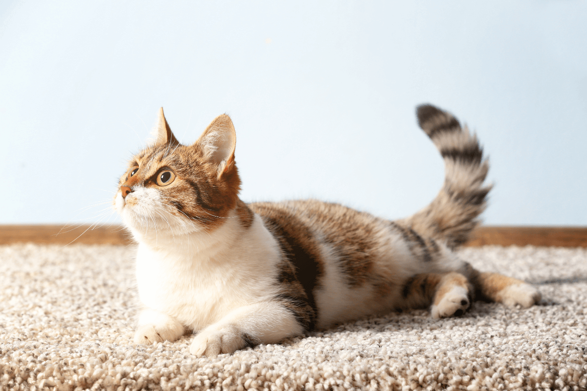 a cat lying on the carpet