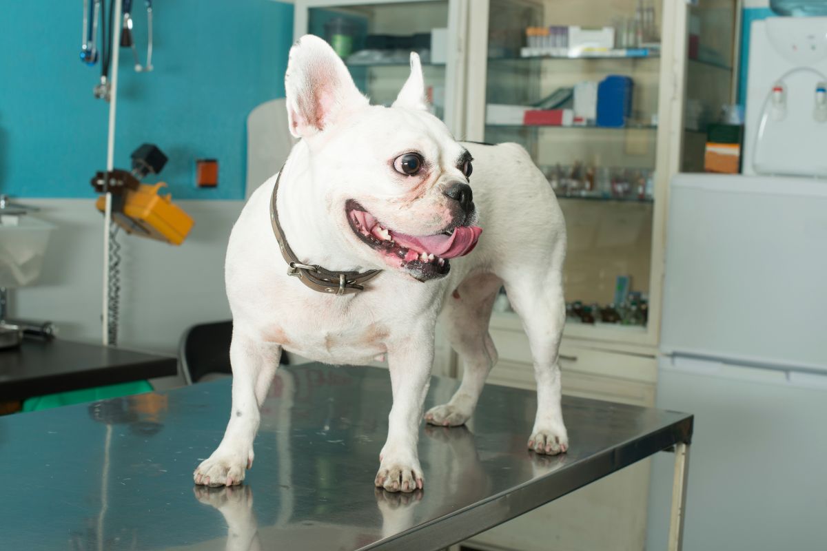 dog standing on a table in a veterinary office