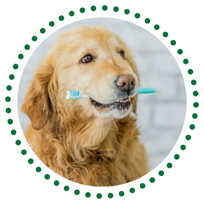 a dog holding a toothbrush in its mouth