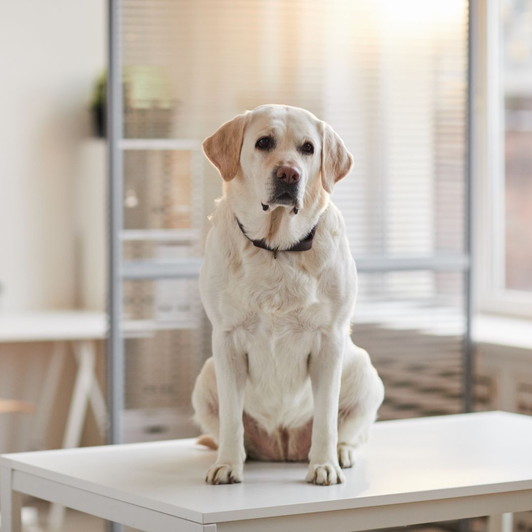 a dog sitting on a table