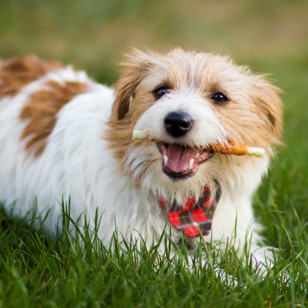 a dog lying in grass with a snacks in its mouth