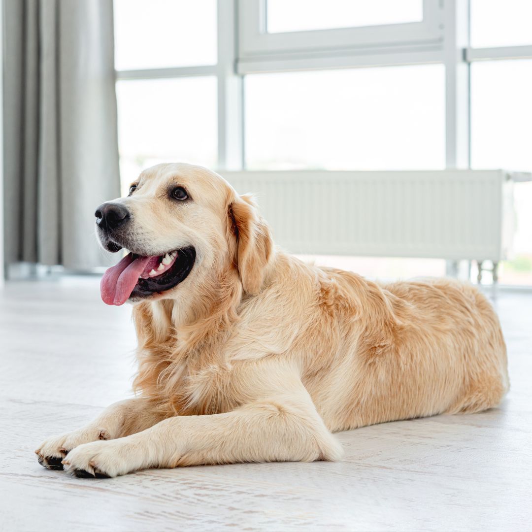 a dog lying on the floor