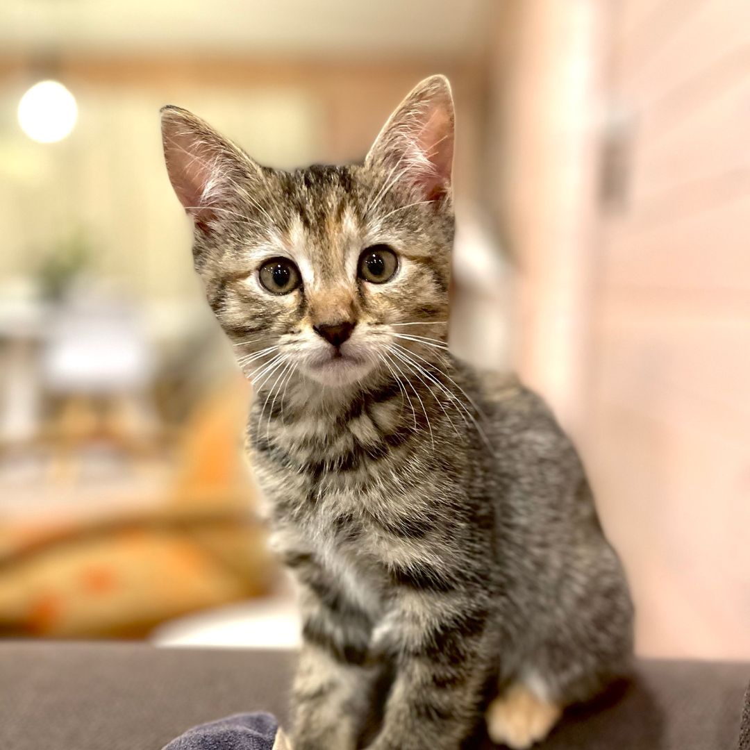 a cat sitting on a couch